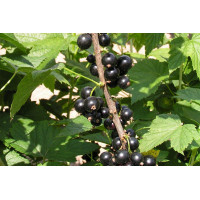 Смородина Сахарная (Черная)